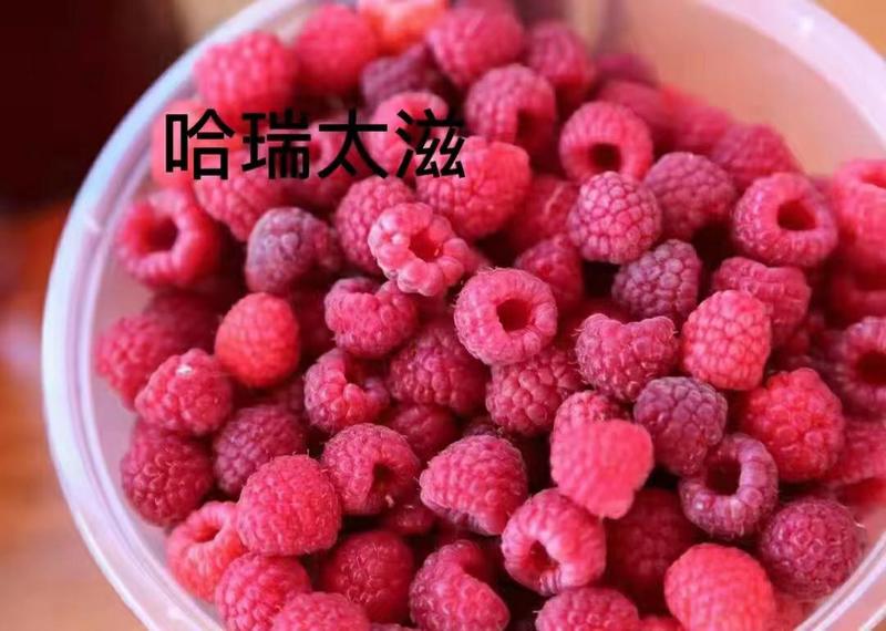 红树莓冻果浆果基地直发一手货源充足量大私聊