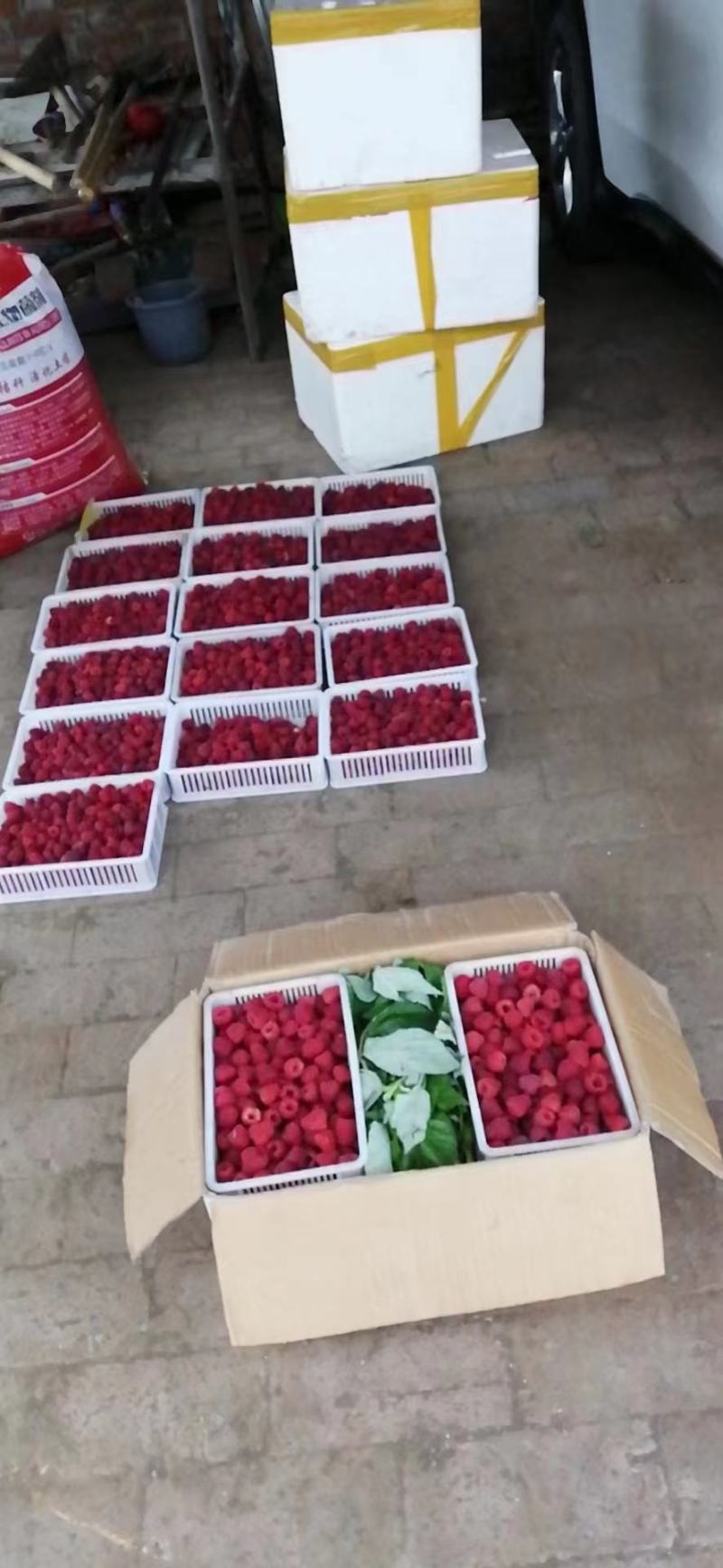 红树莓冻果浆果基地直发一手货源充足量大私聊
