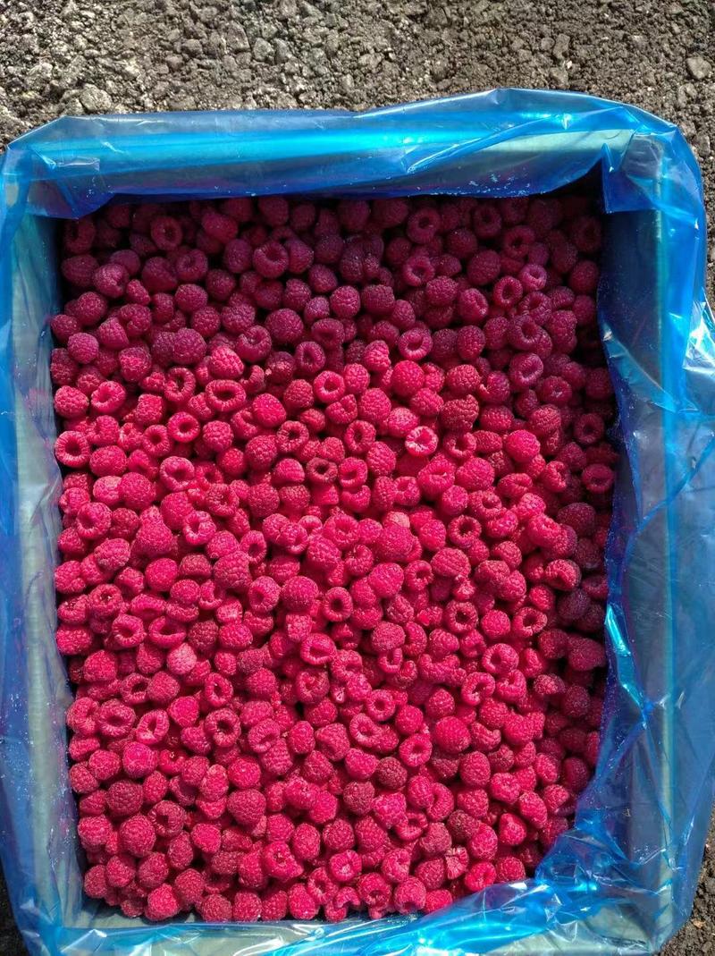 红树莓冻果浆果基地直发一手货源充足量大私聊