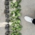 八仙花小杯苗