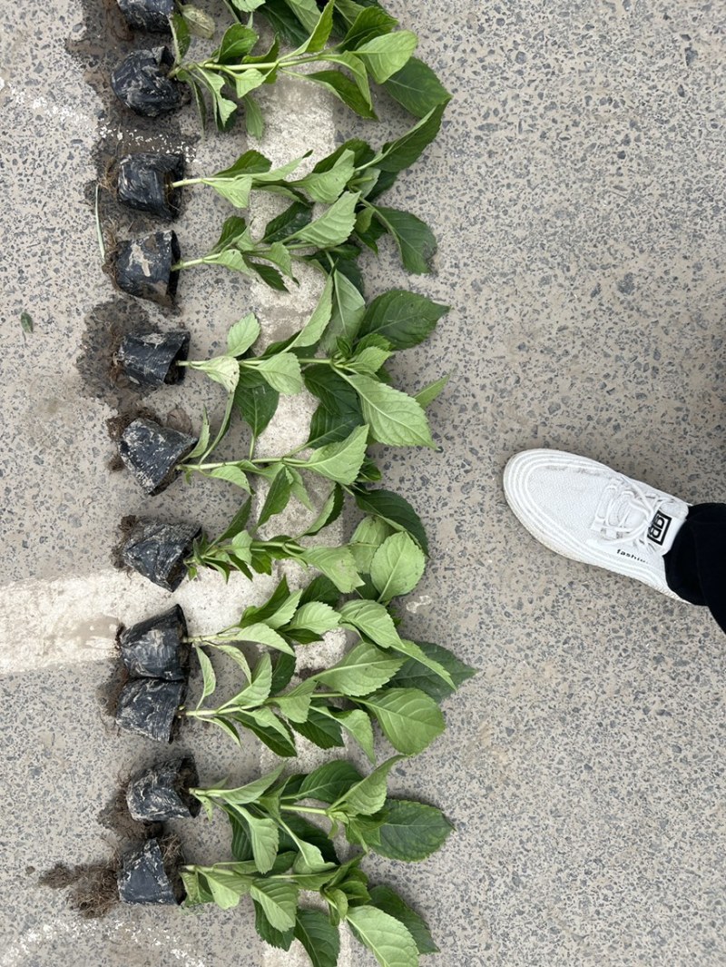 八仙花小杯苗
