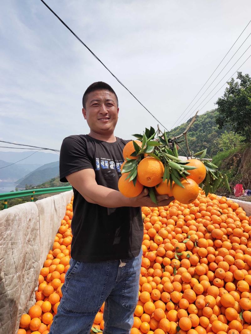 《实力推荐》脐橙纽荷尔橙九月红果冻橙，长虹脐橙中华红血橙