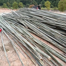 野生福建毛竹（楠竹）开始大量供应市场