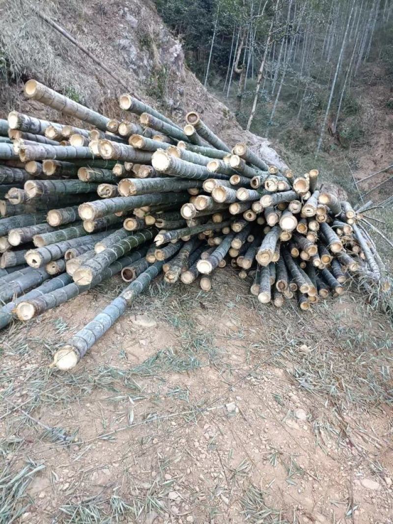 野生福建毛竹（楠竹）开始大量供应市场