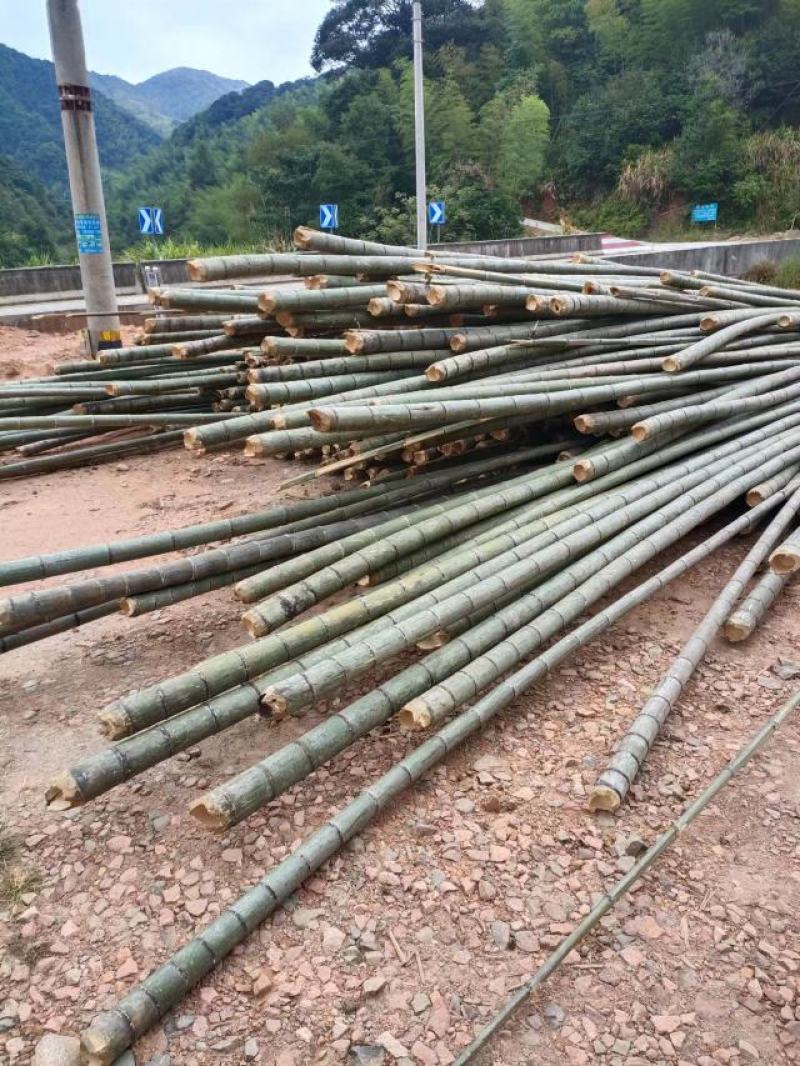 野生福建毛竹（楠竹）开始大量供应市场