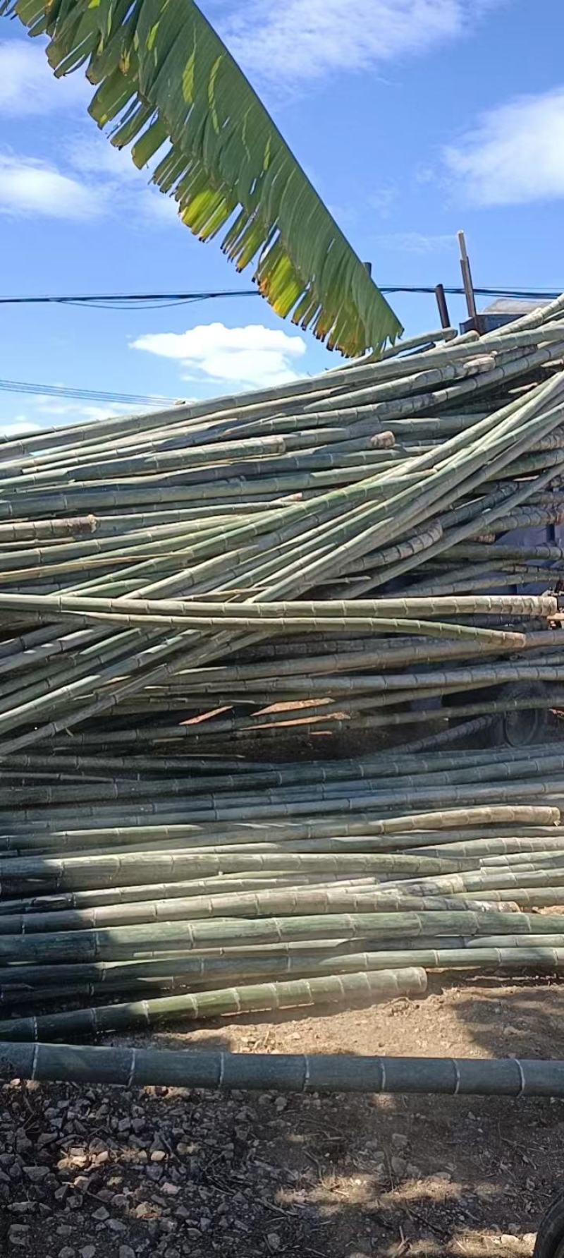 野生福建毛竹（楠竹）开始大量供应市场