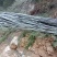 野生福建毛竹（楠竹）开始大量供应市场
