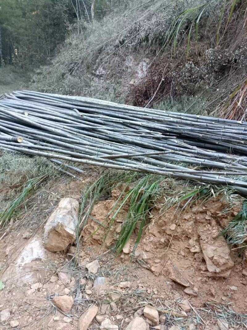 野生福建毛竹（楠竹）开始大量供应市场