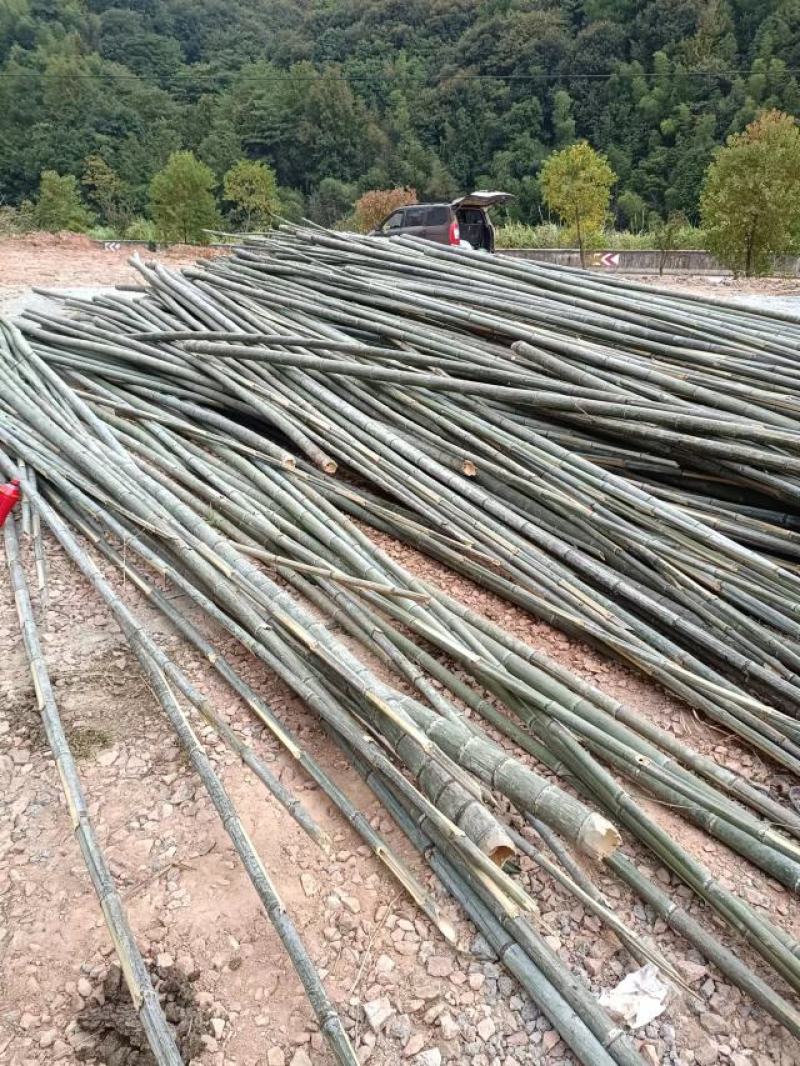 野生福建毛竹（楠竹）开始大量供应市场