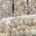 【精品推荐】湖北板叶萝卜大量上市肉致密品质好外形优超市档口