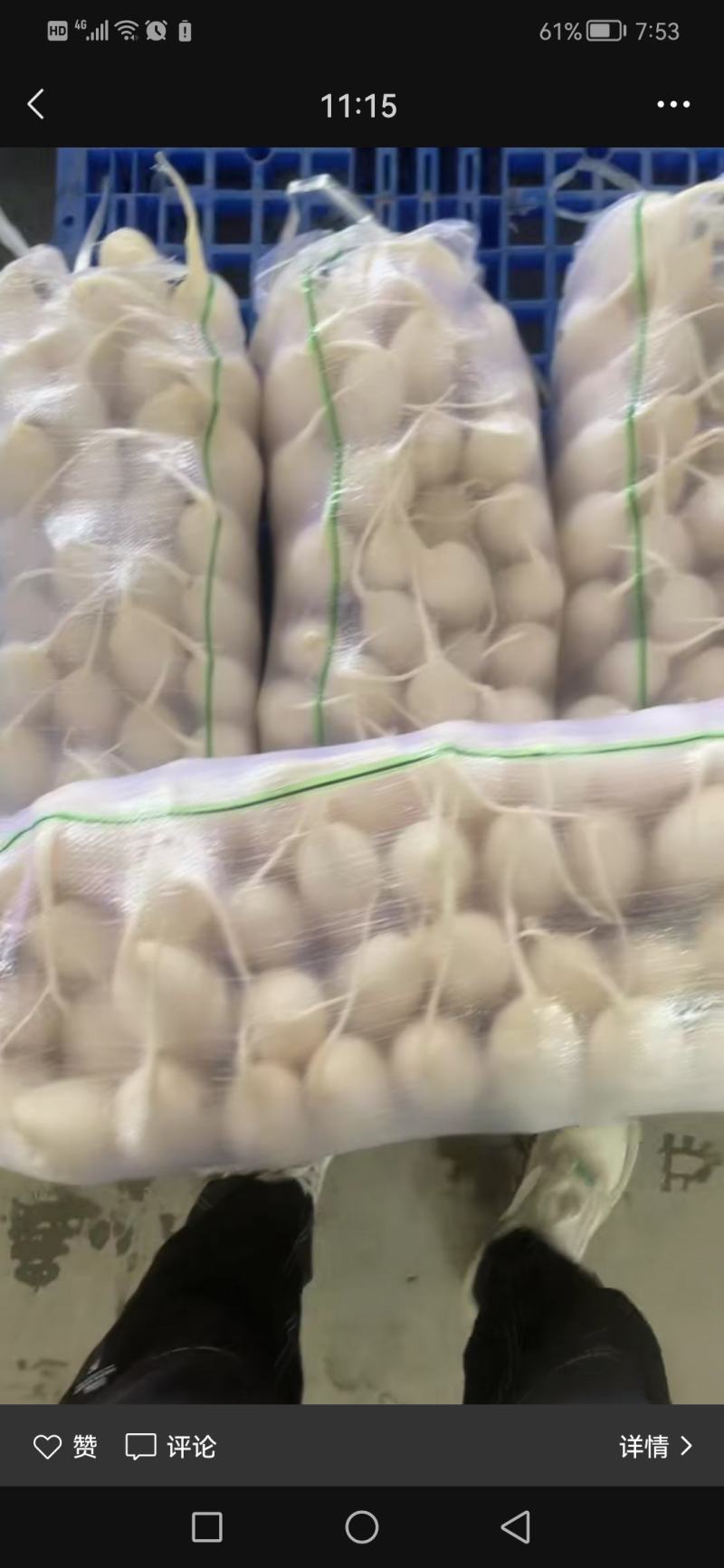【精品推荐】湖北板叶萝卜大量上市肉致密品质好外形优超市档口