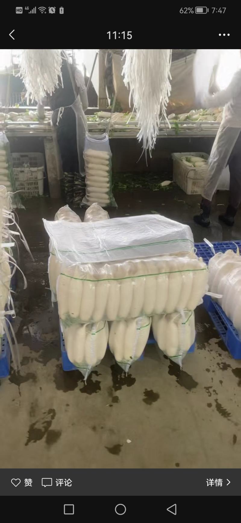 【精品推荐】湖北板叶萝卜大量上市肉致密品质好外形优超市档口