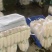 【精品推荐】湖北板叶萝卜大量上市肉致密品质好外形优超市档口