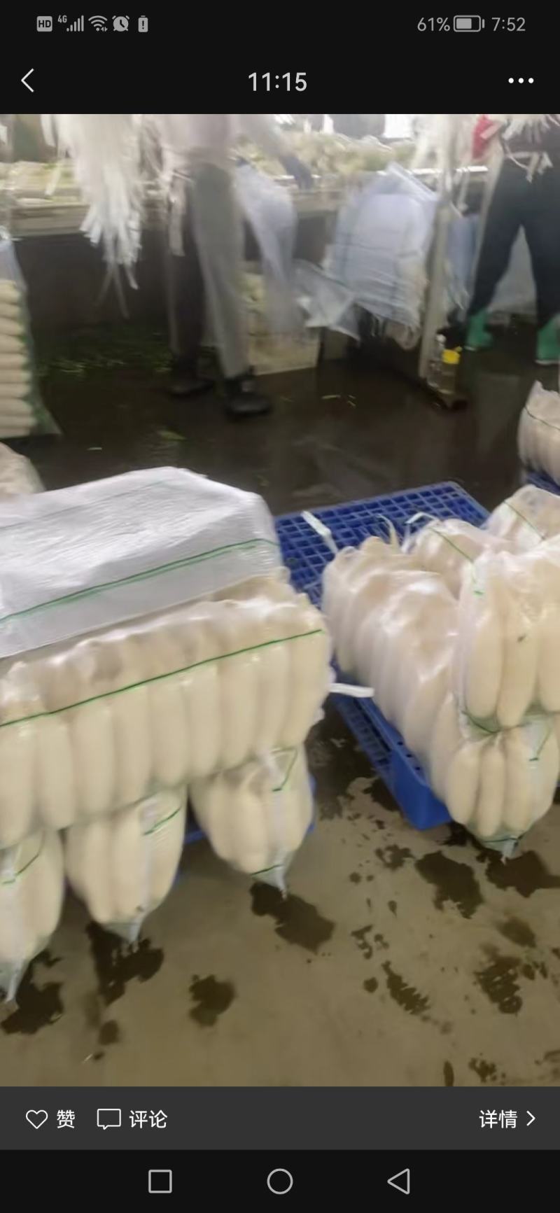 【精品推荐】湖北板叶萝卜大量上市肉致密品质好外形优超市档口