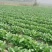 【精品推荐】湖北板叶萝卜大量上市肉致密品质好外形优超市档口