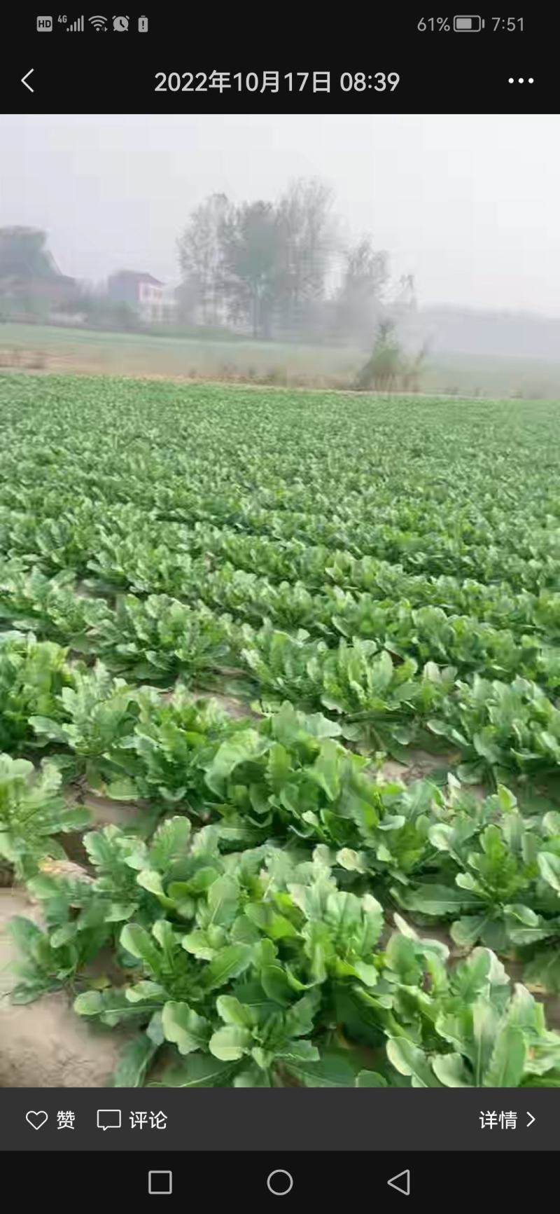【精品推荐】湖北板叶萝卜大量上市肉致密品质好外形优超市档口
