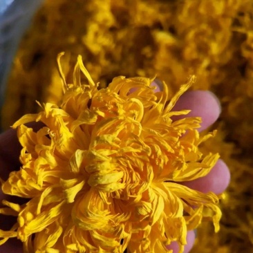 金丝皇菊