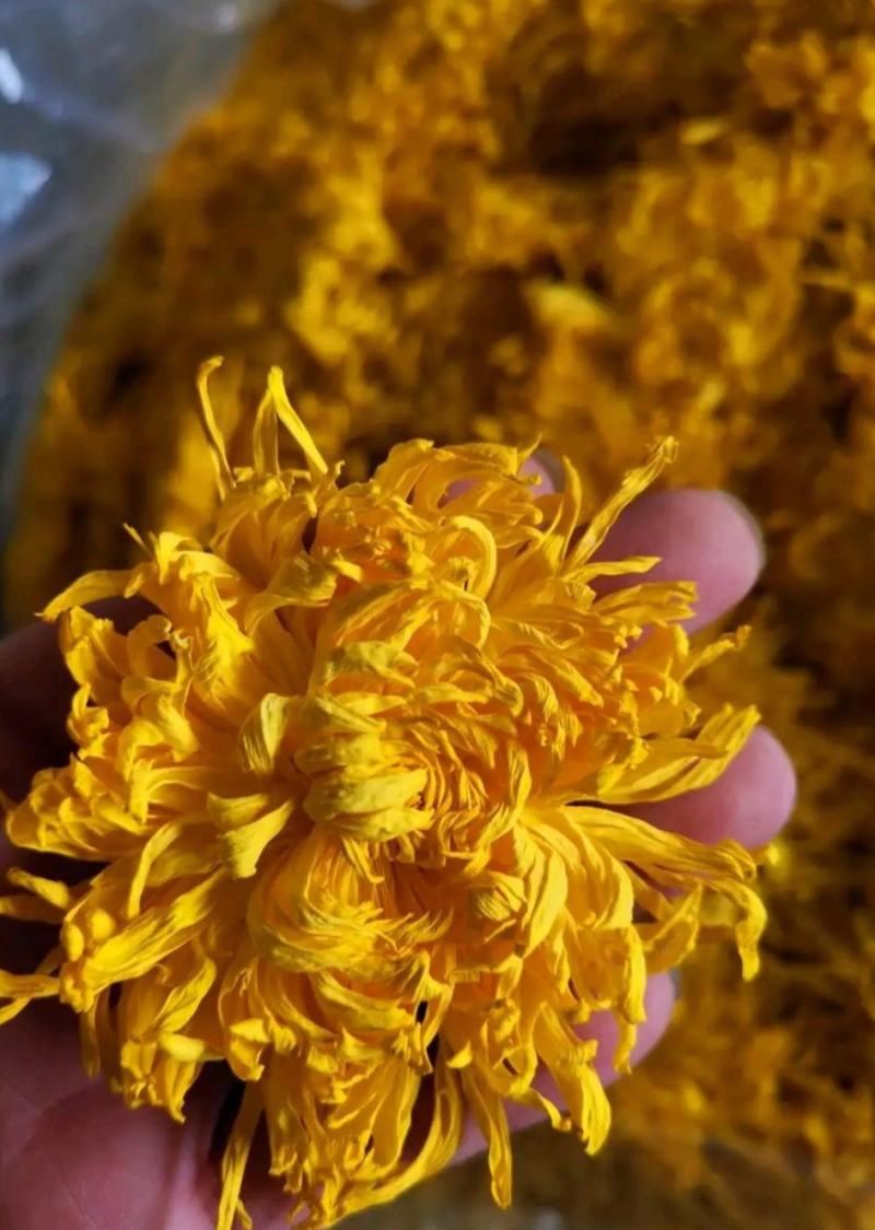 金丝皇菊