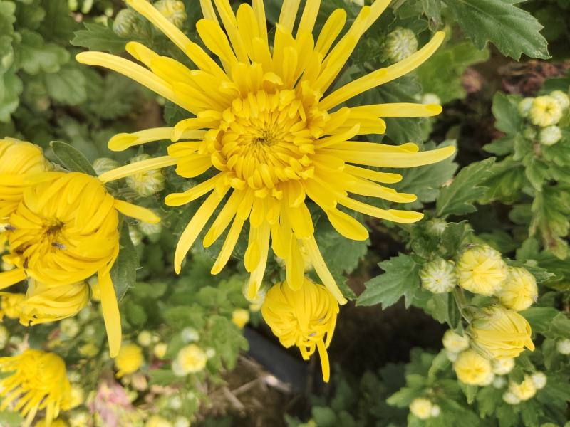 金丝皇菊