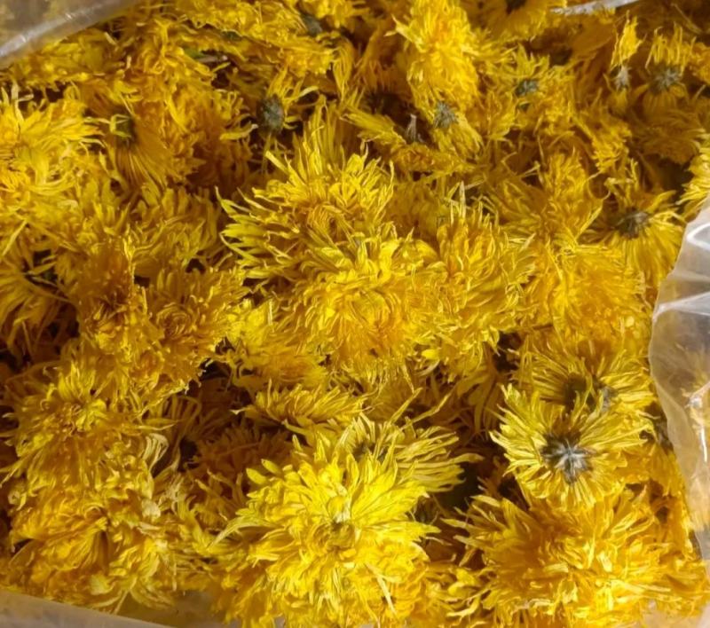 金丝皇菊