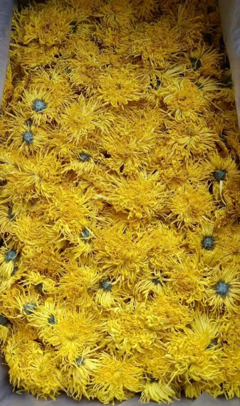 金丝皇菊