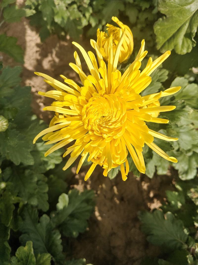 金丝皇菊