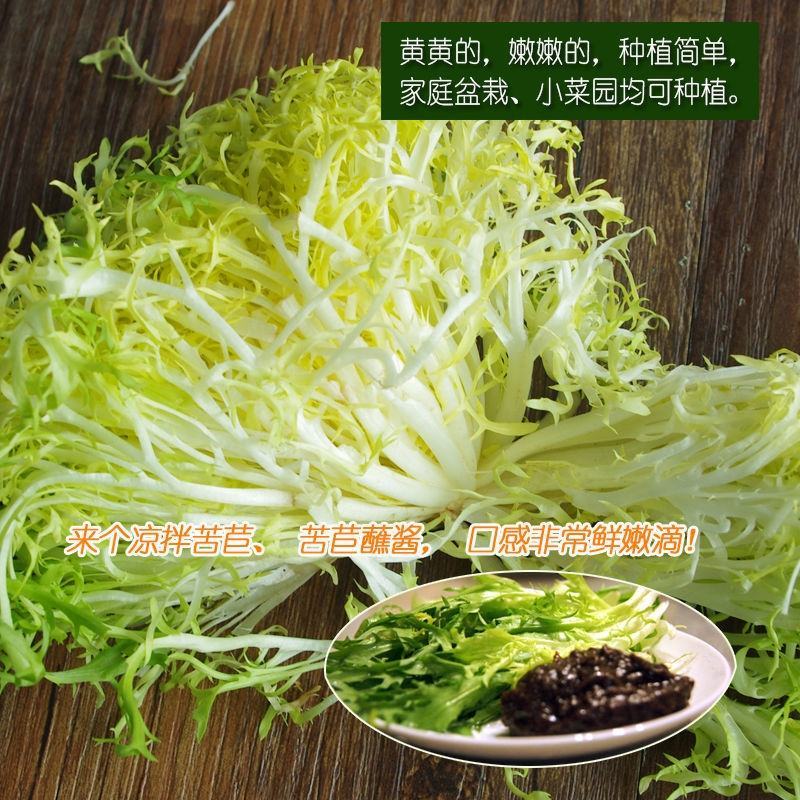 【推荐】AA精品苦菊，小叶黄心优质叶菜大量供应一手货