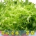 【推荐】AA精品苦菊，小叶黄心优质叶菜大量供应一手货