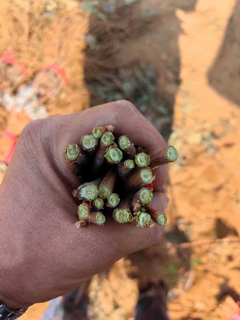 富士之辉嫁接葡萄苗基地供应，纯度保证，质量保证