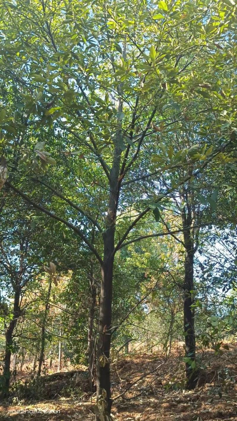 12至20公分青冈栎产地大量低价供应造林园林景观绿化