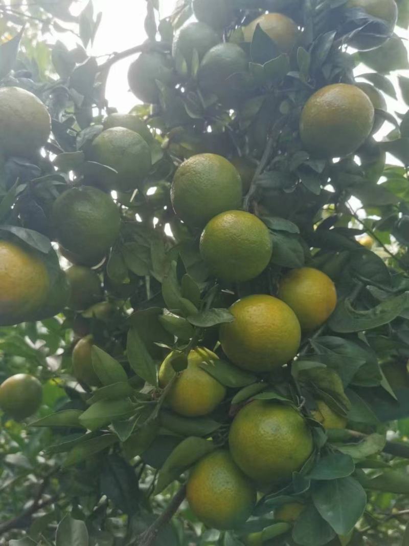 精品皇帝柑，价钱美丽。