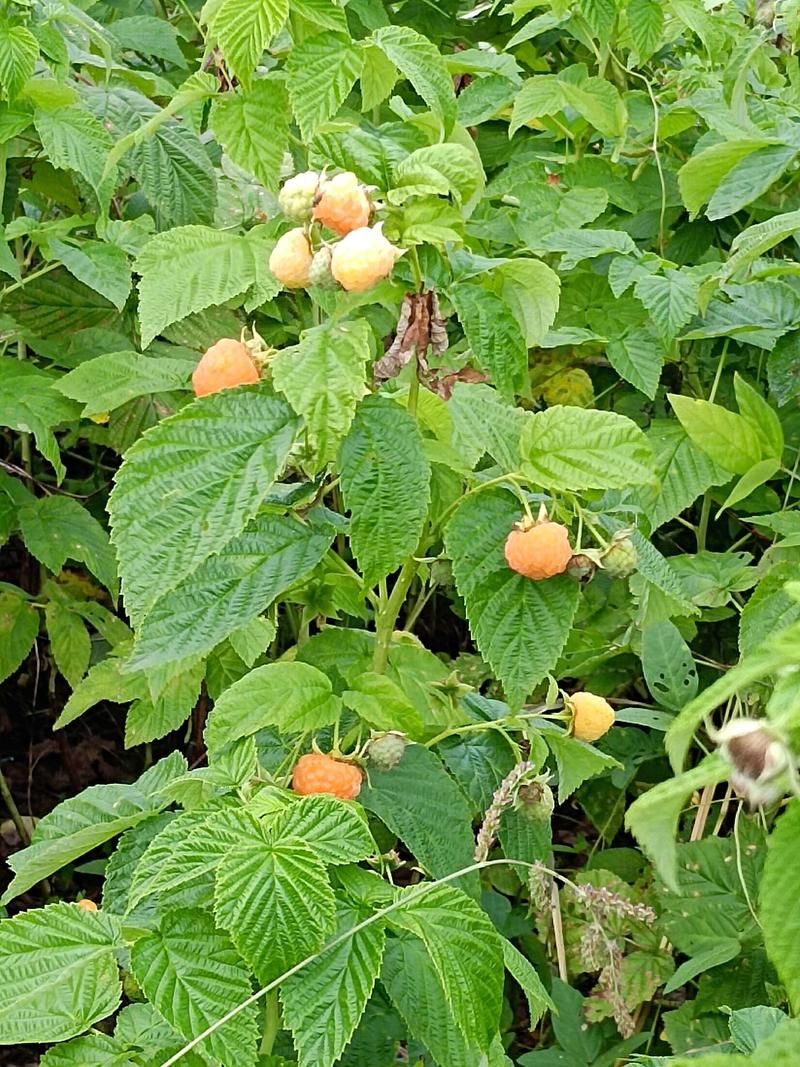 双季黄树莓苗红树莓苗黑树莓苗当年结果基地直供保证