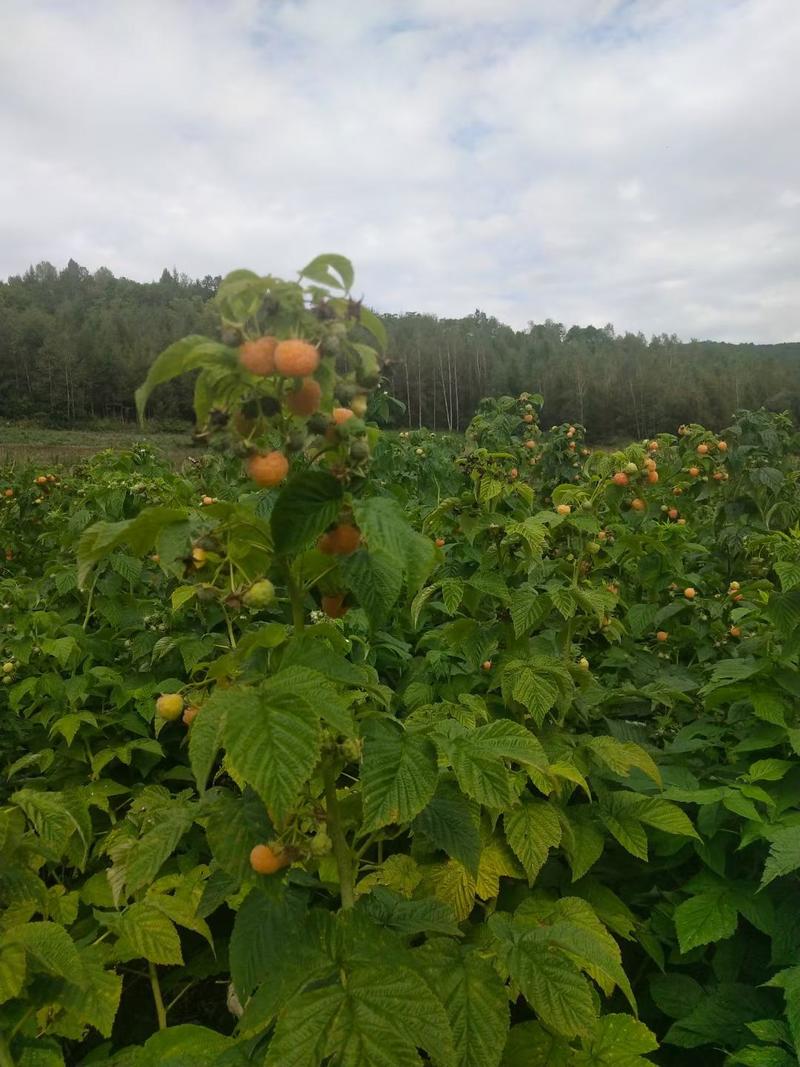 双季黄树莓苗红树莓苗黑树莓苗当年结果基地直供保证