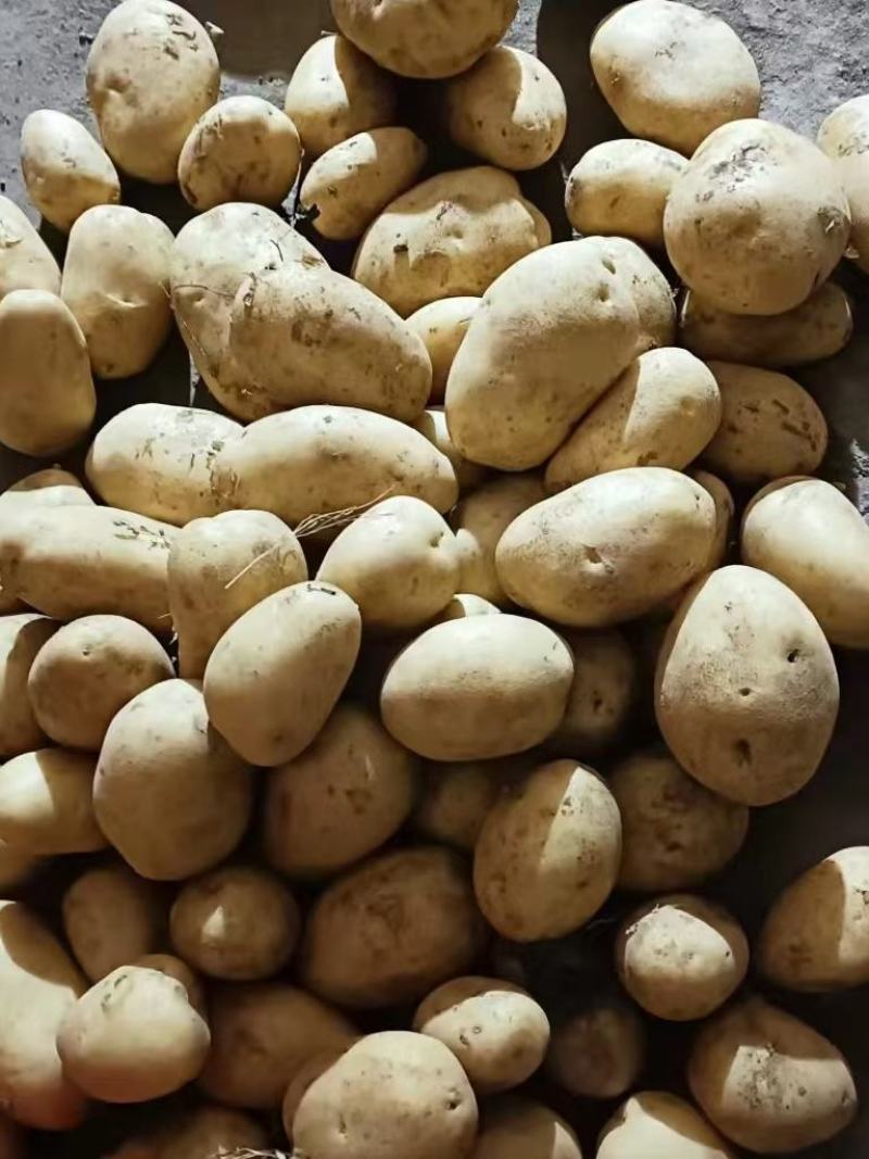 希森土豆一手货源保质保量可视频看货代发全国