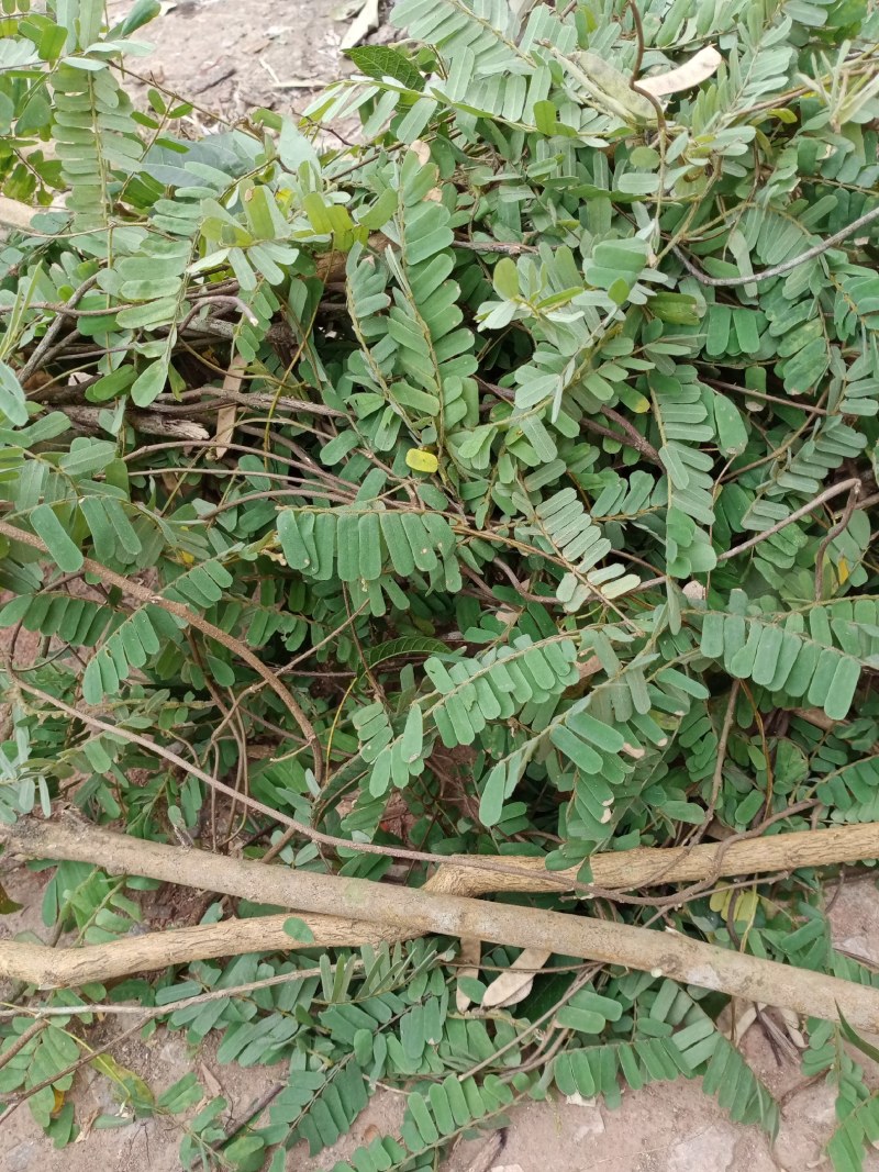 野生鸡骨草