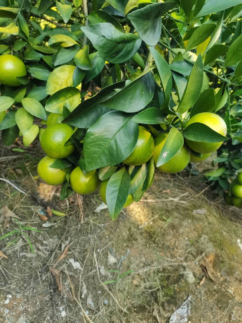 红江橙！冰糖橙