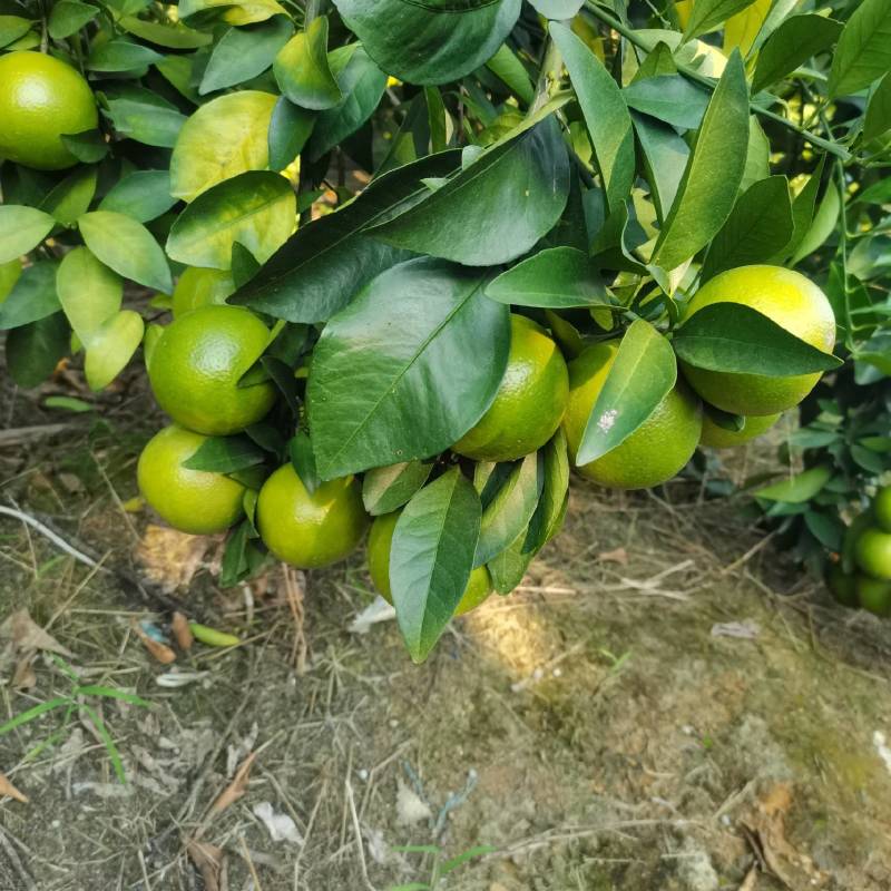 红江橙！冰糖橙