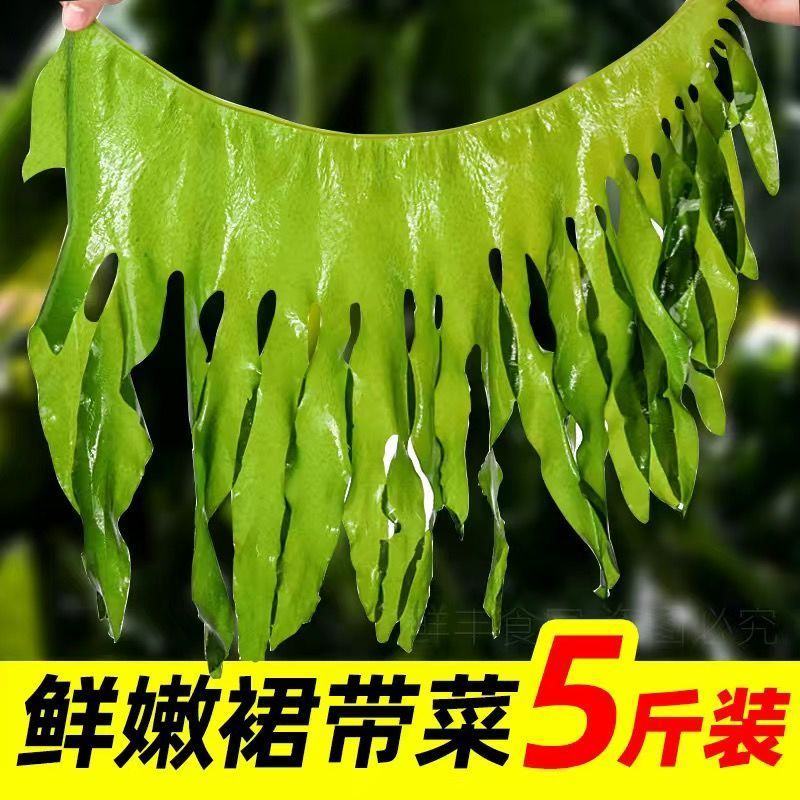 裙带菜特级一箱5斤即食儿童脂肪裙带菜盐渍新鲜嫩芽