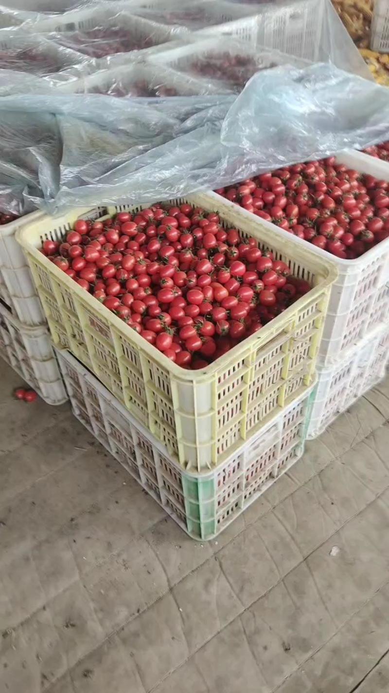 山东莘县粉贝贝圣女果小番茄电商，团购，批发市场