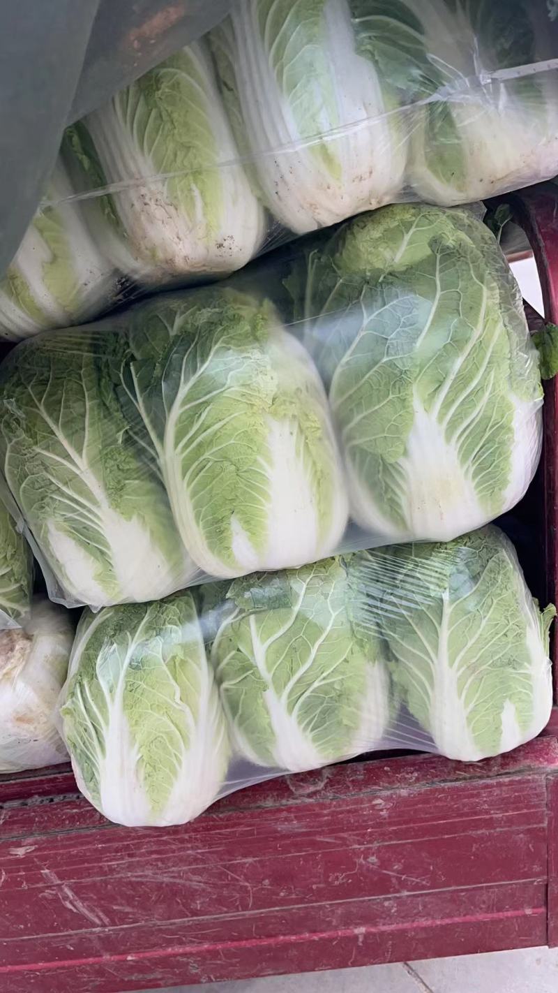 甘肃靖远精品大量上市优质货源产地直发全国供货