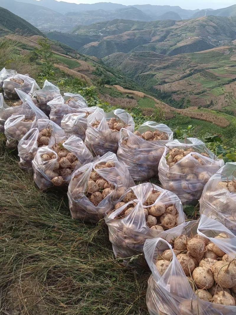 会东县豆薯凉薯会东土瓜土瓜土瓜土瓜大量上市