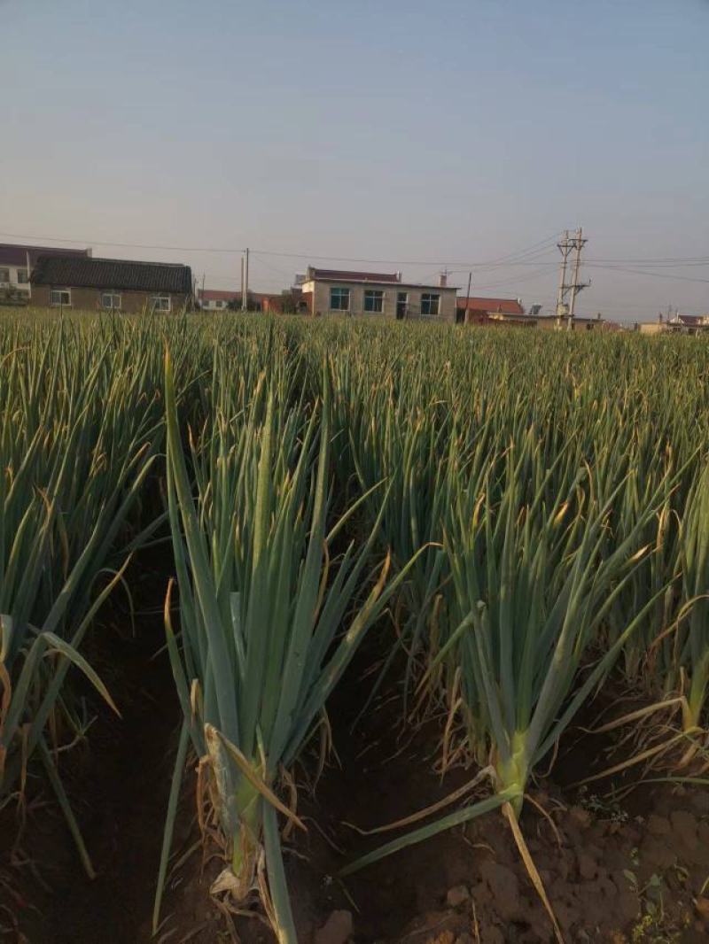 大葱大量上市，欢迎新老客户前来合作参观，量大从优