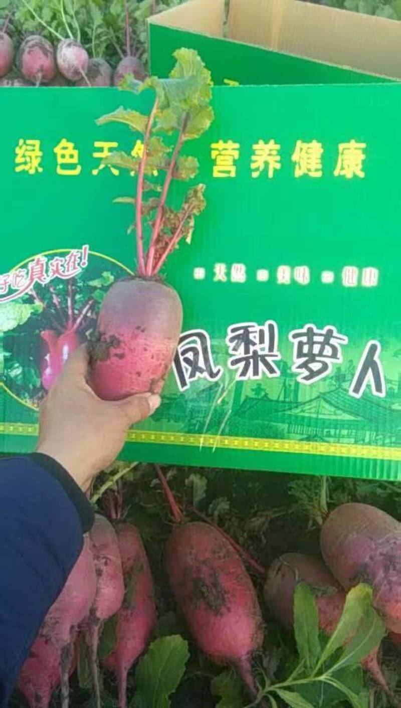 【推荐】凤梨冰激凌冰激林萝卜，潍坊产地直供，一手货源