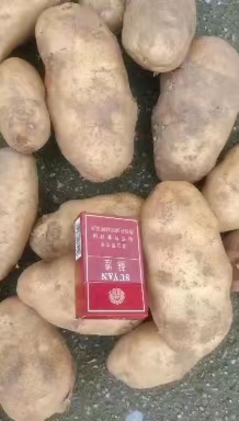 黄金暑，v7，新佳，沃土，精品土豆，一手货源，欢迎来电订