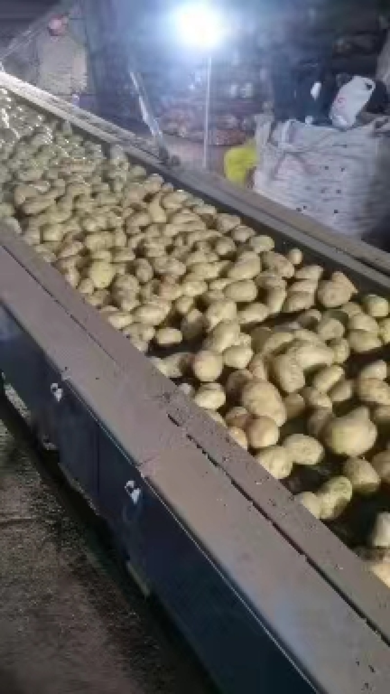 黄金暑，v7，新佳，沃土，精品土豆，一手货源，欢迎来电订