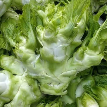 儿菜娃娃菜