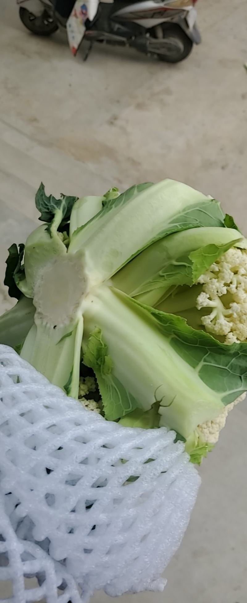 散花菜