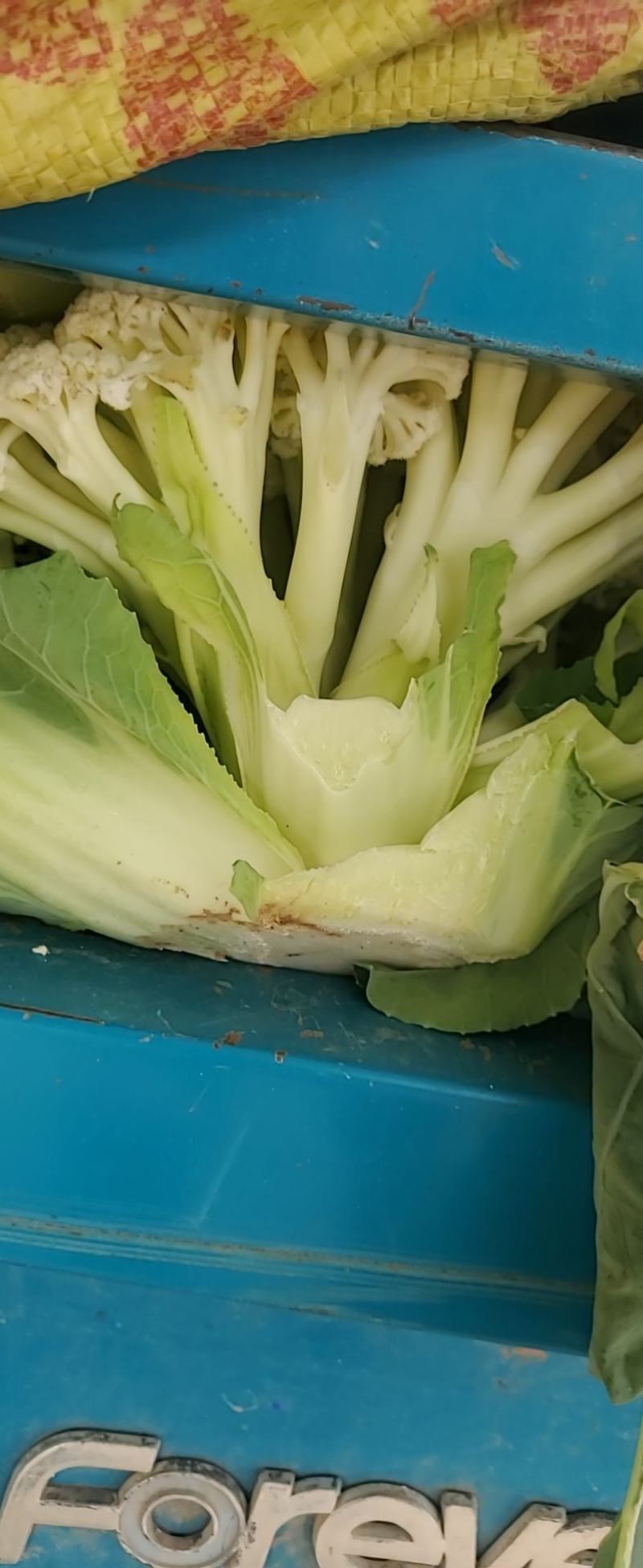 散花菜