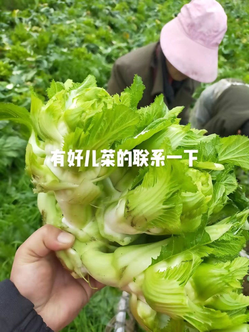 儿菜娃娃菜