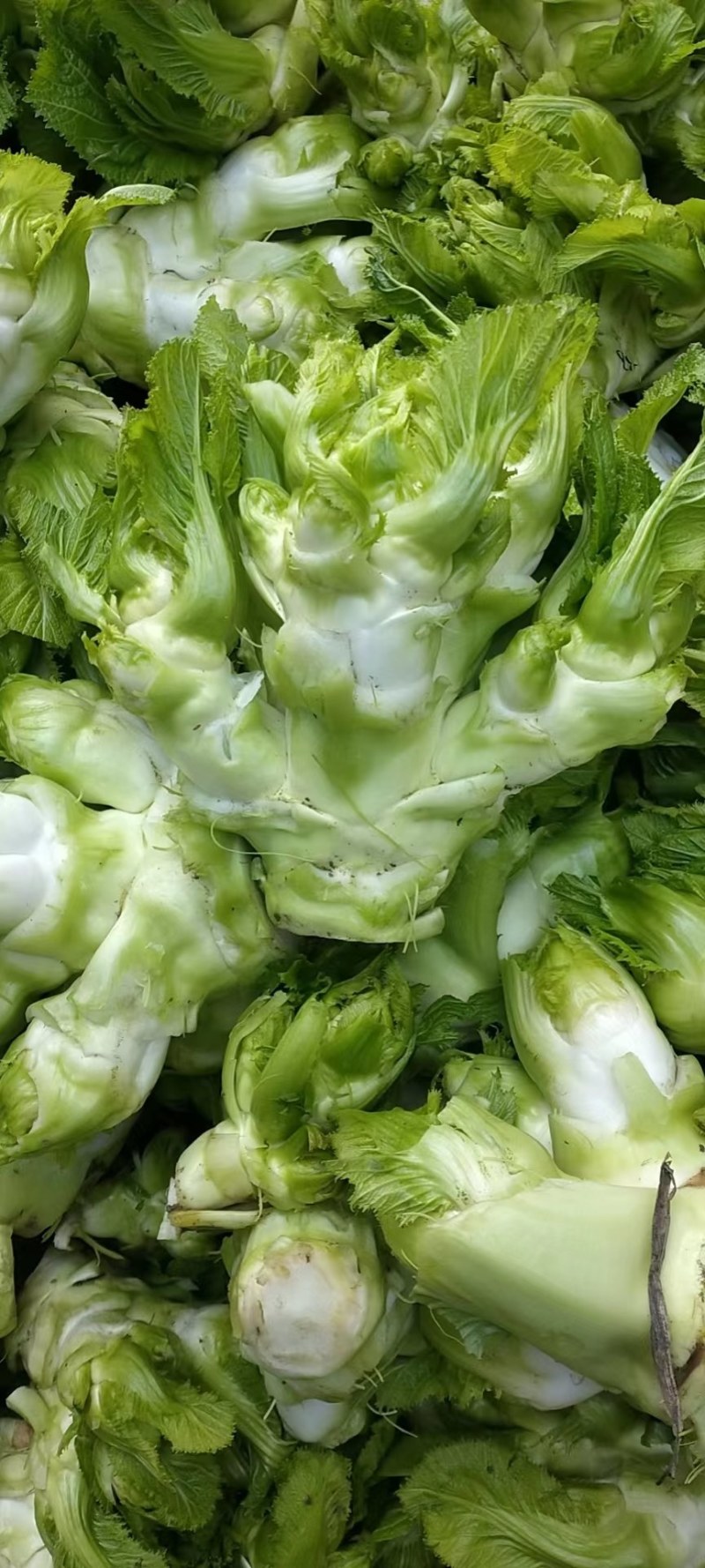儿菜娃娃菜
